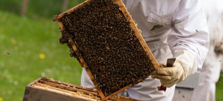 Ruches itinérantes : la CCPL fait voyager ses abeilles